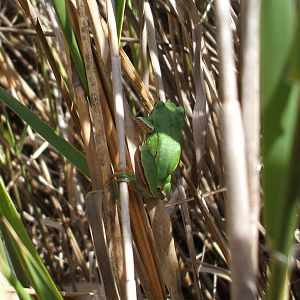 Iberian Tree Frog