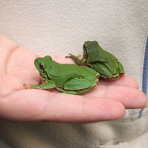 Iberian Tree Frogs