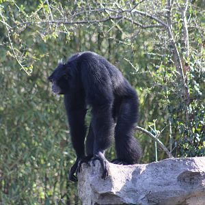 Siamang