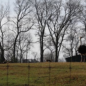 View of African Plains