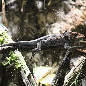 Western Bearded Anole