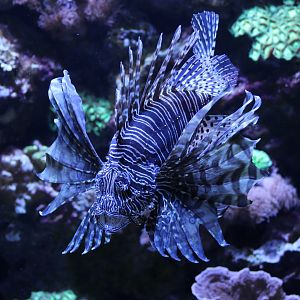 Red Lionfish