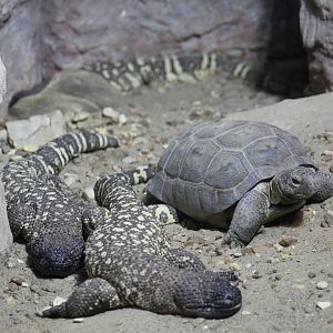 Bearded Lizard & Desert Tortoise
