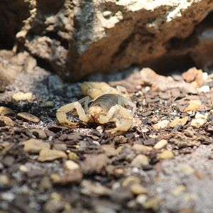 Arizona Desert Giant Hairy Scorpion