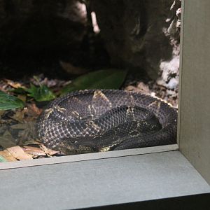 Central American Jumping Pitviper