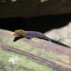 Yellow-Headed Gecko