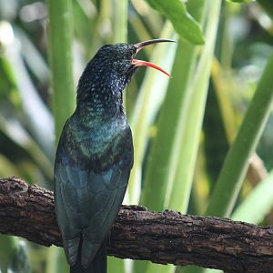 Green Wood-Hoopoe