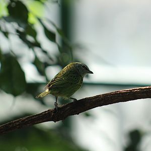 Spotted Tanager