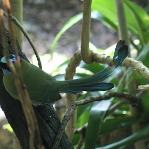 Amazonian Motmot