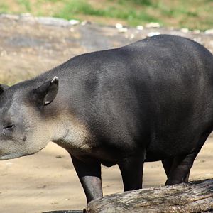 Baird's Tapir