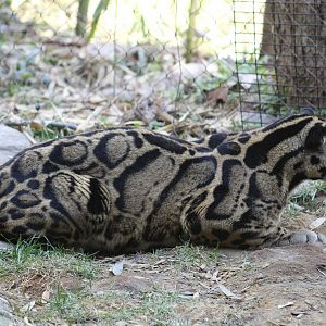 Clouded Leopard