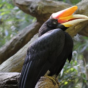 Javan Rhinoceros Hornbill