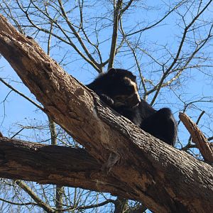 Andean Bear