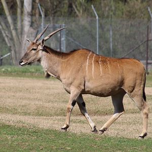 Common Eland