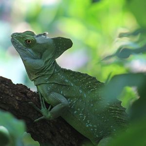 Plumed Basilisk