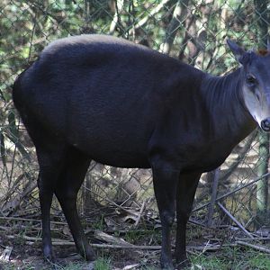 Yellow-Backed Duiker