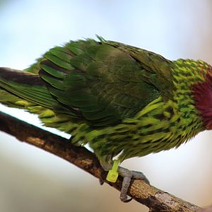 Goldie's Lorikeet
