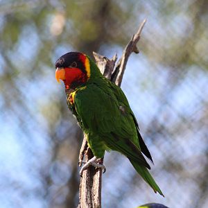 Ornate Lorikeet