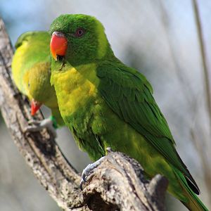 Weber's Lorikeet