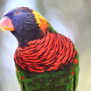 Green-Naped Lorikeet