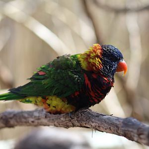 Biak Lorikeet