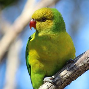 Olive-Headed Lorikeet