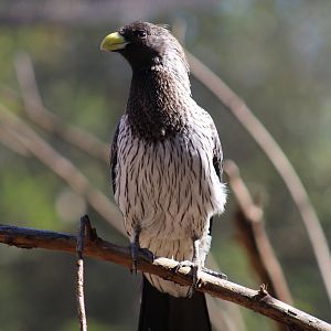 Western Grey Plantain-Eater