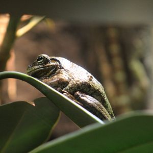 Dominican Treefrog
