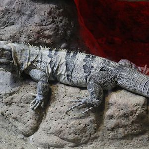 Black Spiny-Tailed Iguana