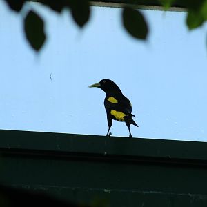 Yellow-Rumped Cacique