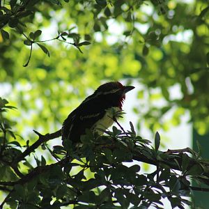 Black-Spotted Barbet