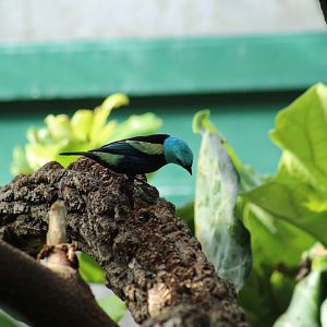Blue-Necked Tanager