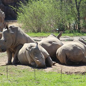 Southern White Rhinoceros