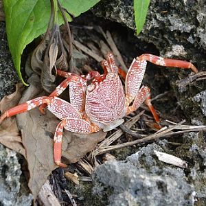 Crab.  Rarotonga