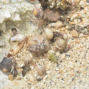 Hermit crabs.  Rarotonga