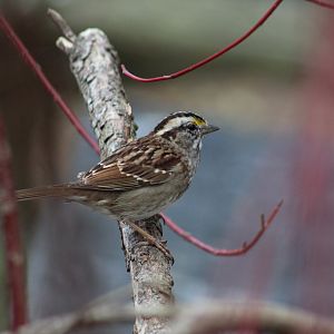 White-Throated Sparrow