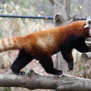 Western Red Panda