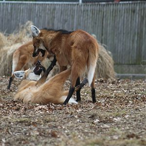Maned Wolf Pups