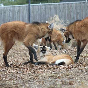 Maned Wolf Pups