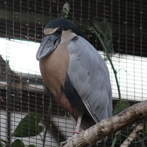 Boat-Billed Heron