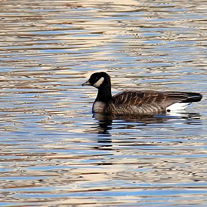 Taverner’s Cackling Goose