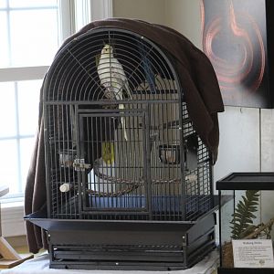 SMNC-Cockatiel Cage