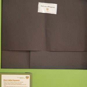 SMNC-Missing Opossum