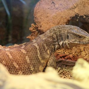 SMNC-Savannah Monitor