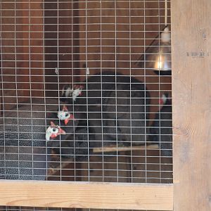 SMNC-Helmeted Guineafowl
