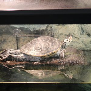 SMNC-Diamondback Terrapin