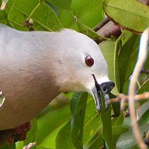 Pacific Imperial pigeon -- Cook Islands