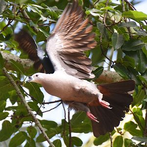 Pacific Imperial pigeon -- Cook Islands