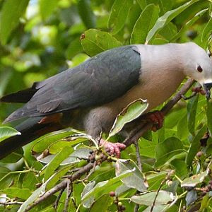 Pacific Imperial pigeon -- Cook Islands