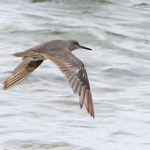 Grey-tailed tattler -- Cook Islands